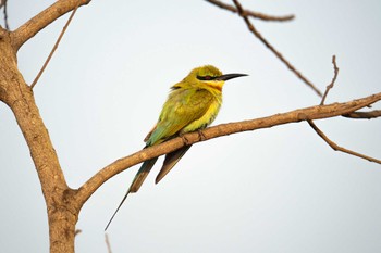 Blue-tailed Bee-eater スリランカ Mon, 3/11/2024