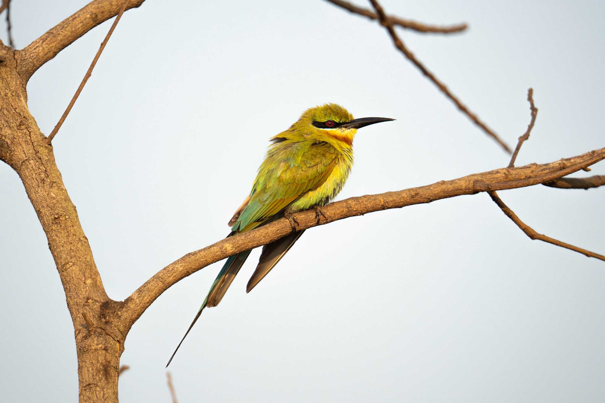 Photo of Blue-tailed Bee-eater at スリランカ by はいわん