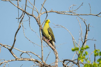 Sri Lanka Green Pigeon スリランカ Mon, 3/11/2024