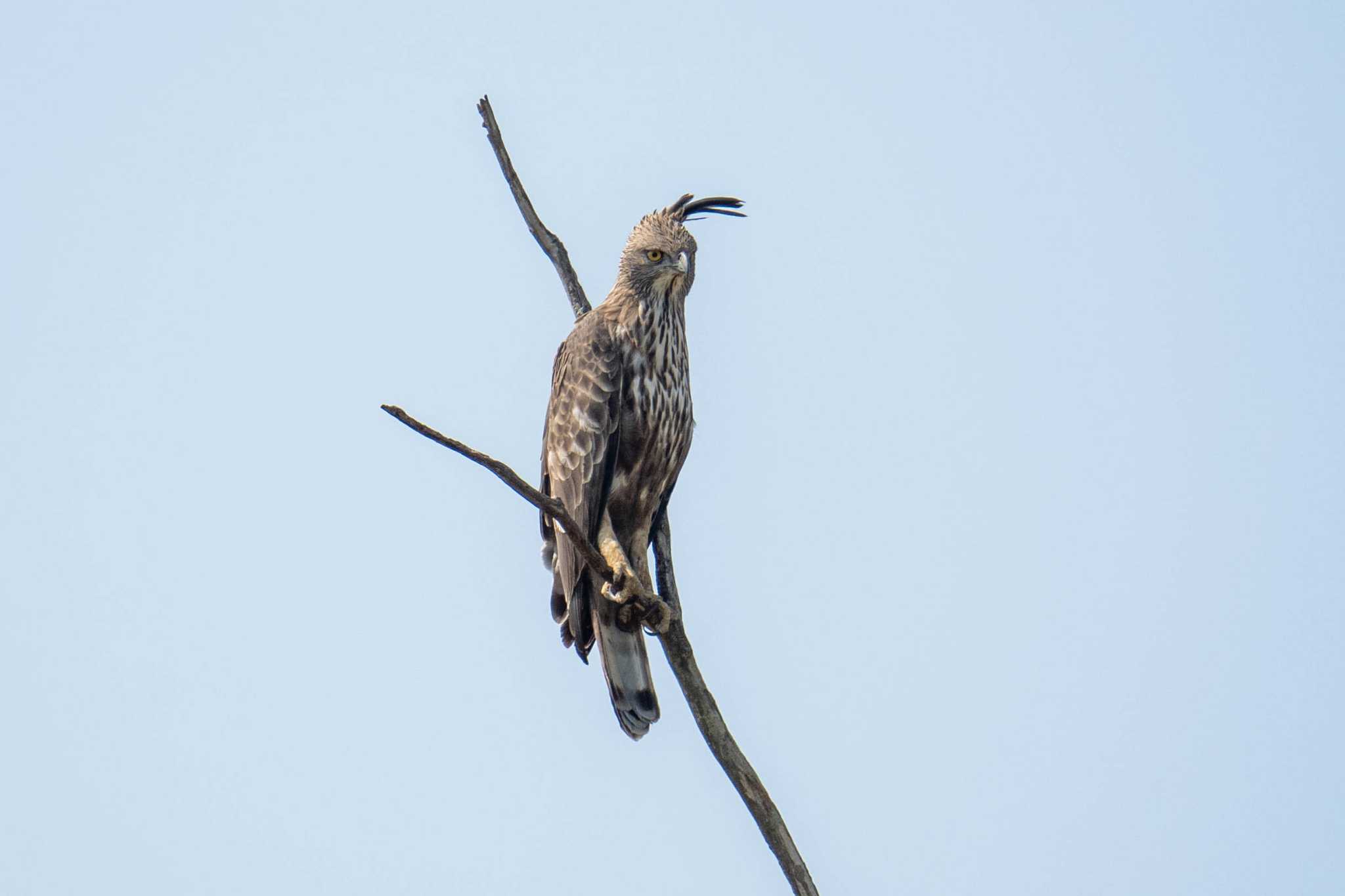 Photo of Changeable Hawk-Eagle at スリランカ by はいわん
