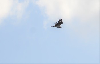 2018年12月28日(金) 播州赤穂の野鳥観察記録