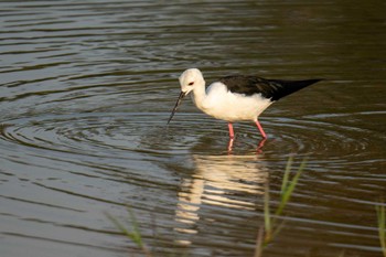 Black-winged Stilt スリランカ Mon, 3/11/2024