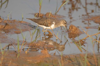 Little Stint スリランカ Mon, 3/11/2024