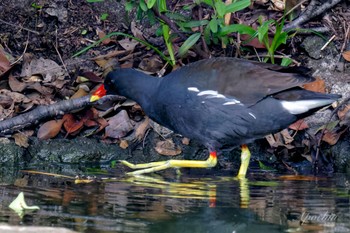 Common Moorhen Ukima Park Sat, 4/27/2024