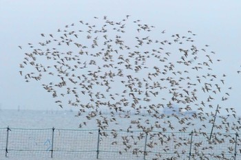 Dunlin Sambanze Tideland Fri, 4/12/2024