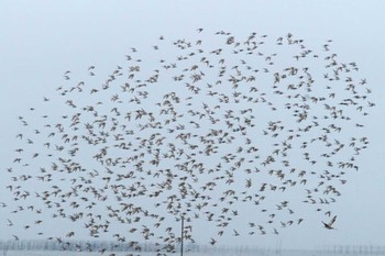 Bar-tailed Godwit Sambanze Tideland Fri, 4/12/2024