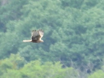 チュウヒ 岡山県 2024年4月24日(水)