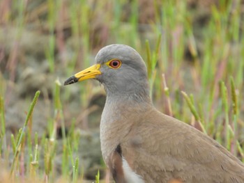 Grey-headed Lapwing 岡山県 Wed, 4/24/2024