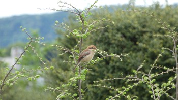 Bull-headed Shrike 奈良県 Wed, 4/24/2024