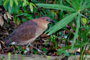 Japanese Night Heron Ukima Park Sat, 4/27/2024