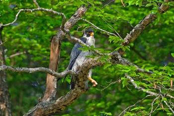 Peregrine Falcon Aobayama Park Sat, 4/27/2024