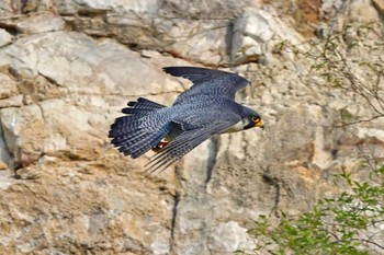 Peregrine Falcon Aobayama Park Sat, 4/27/2024