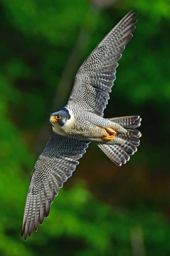 Peregrine Falcon Aobayama Park Sat, 4/27/2024