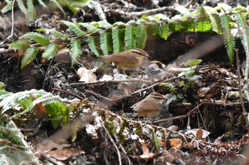 Asian Stubtail Karuizawa wild bird forest Fri, 4/26/2024