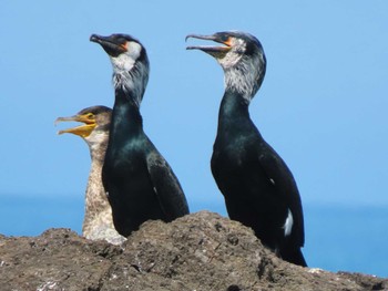 Japanese Cormorant 角島(山口県) Sat, 4/13/2024