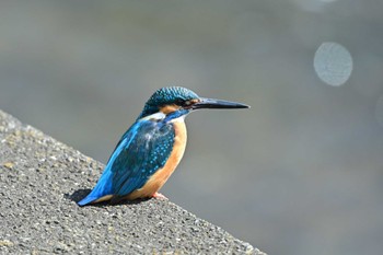 Common Kingfisher 平塚市 Sun, 3/3/2024