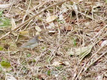 Japanese Thrush 倶知安町 Sun, 4/28/2024