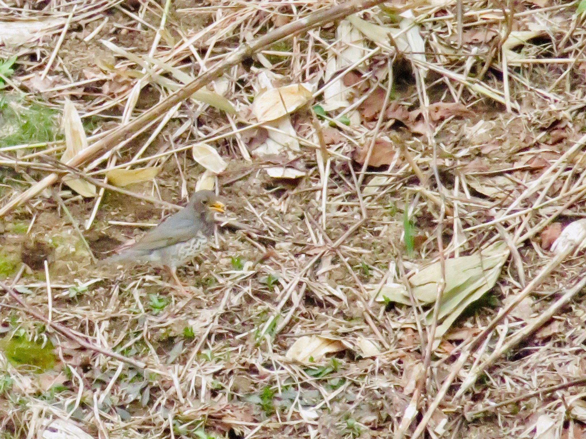 Japanese Thrush