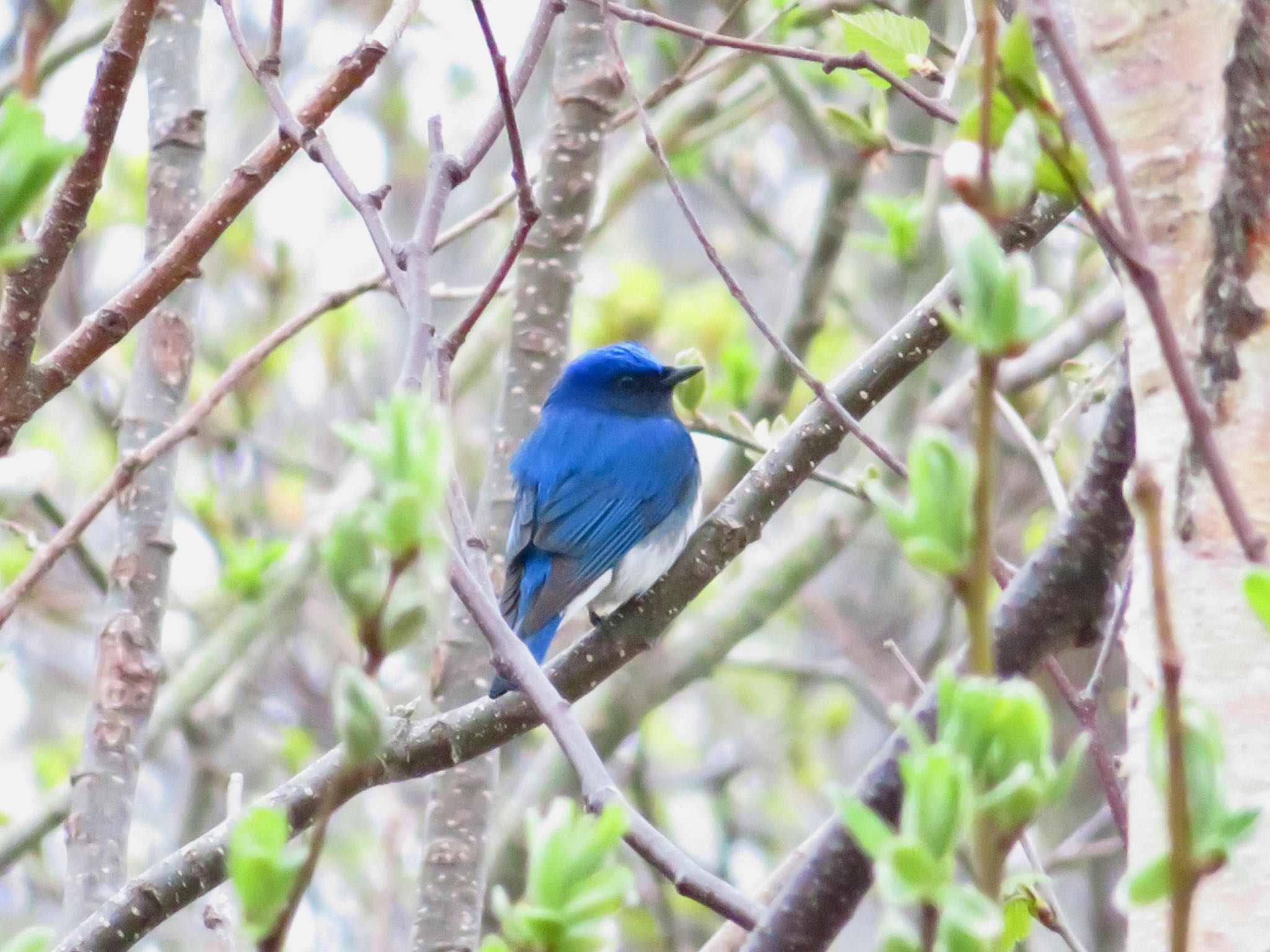 Photo of Blue-and-white Flycatcher at 倶知安町 by ユウ@道民