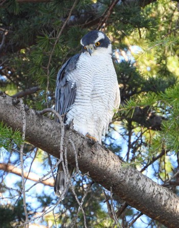 Eurasian Goshawk Unknown Spots Sun, 3/10/2024