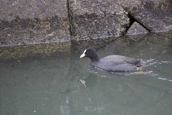 オオバン 播州赤穂 2018年12月28日(金)