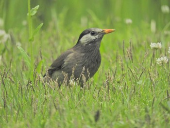 ムクドリ 東京港野鳥公園 2024年4月27日(土)