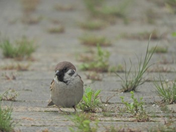 Eurasian Tree Sparrow Tokyo Port Wild Bird Park Sat, 4/27/2024