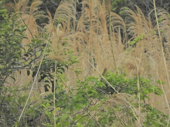 2024年4月27日(土) 東京港野鳥公園の野鳥観察記録