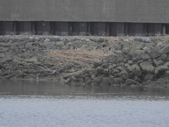 Grey-tailed Tattler Tokyo Port Wild Bird Park Sat, 4/27/2024