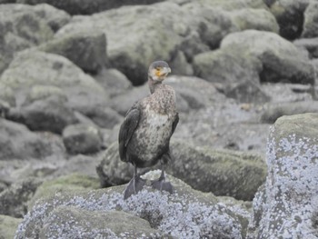 Great Cormorant Tokyo Port Wild Bird Park Sat, 4/27/2024