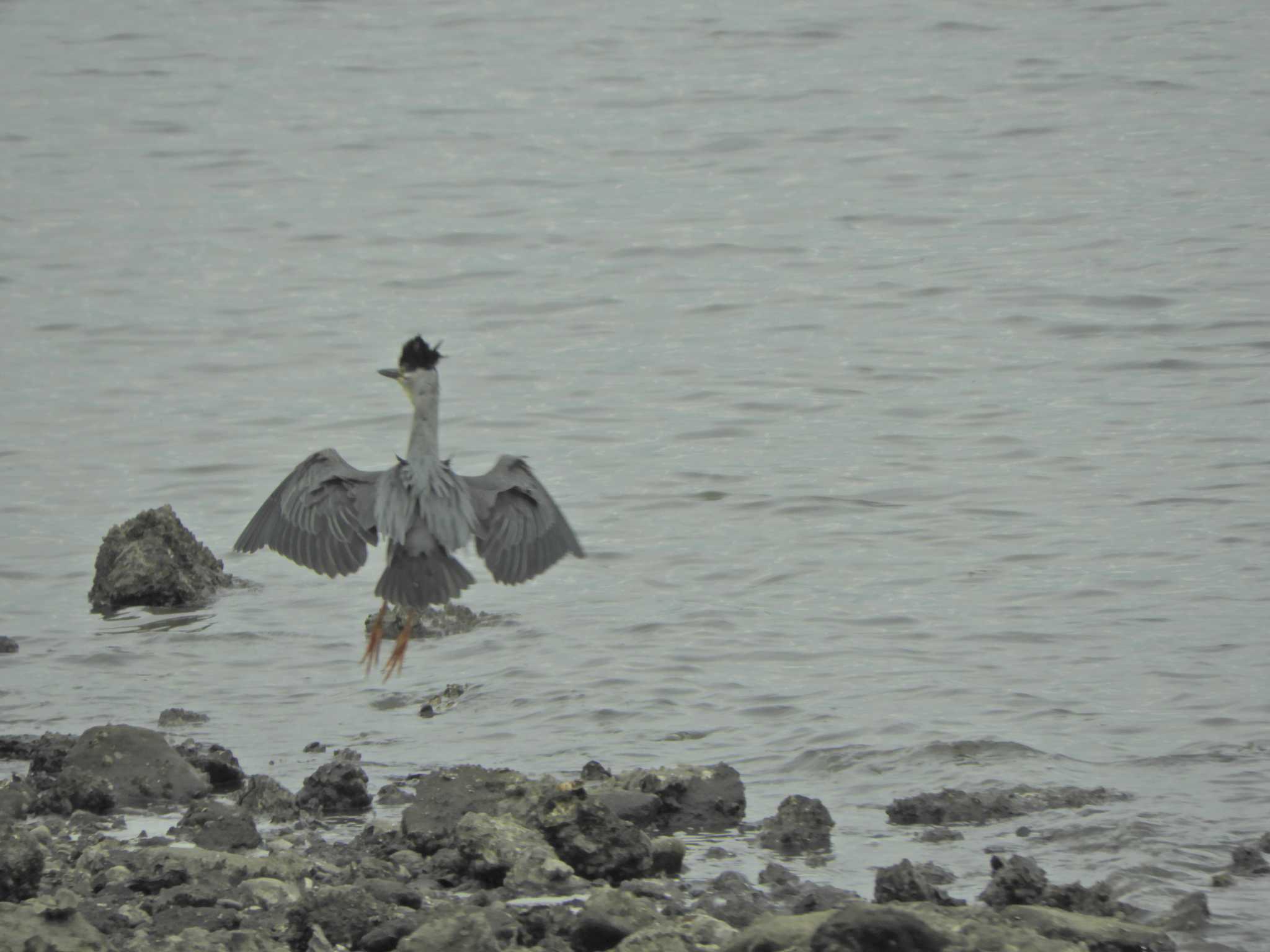 Striated Heron