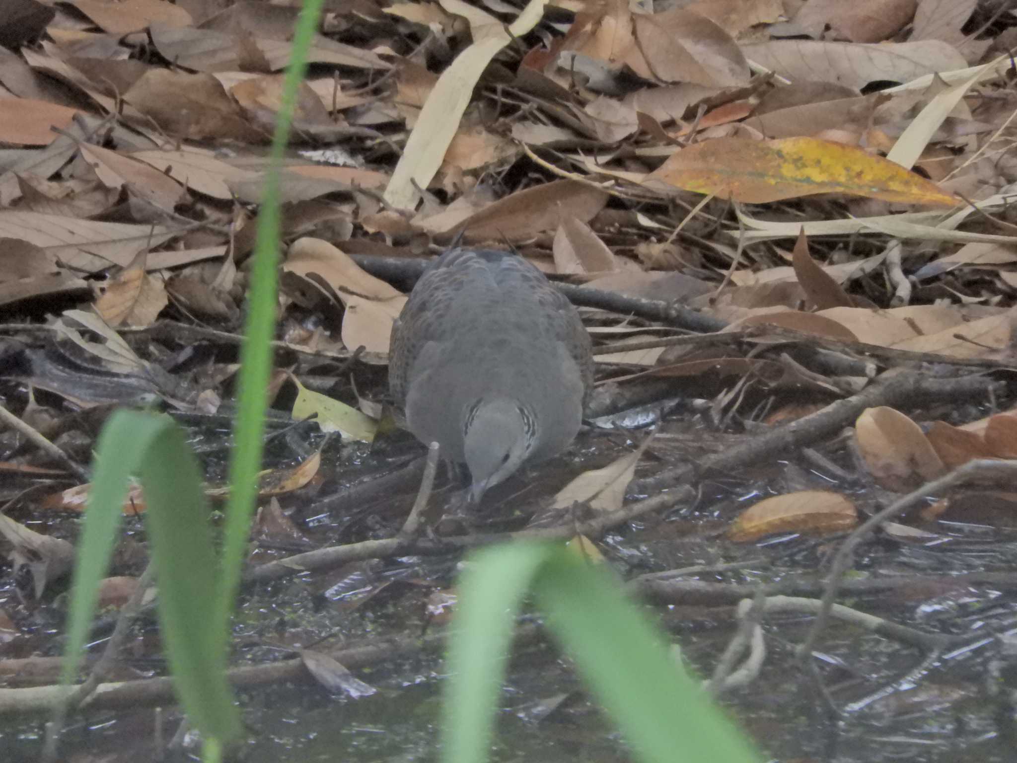 Photo of Oriental Turtle Dove at Tokyo Port Wild Bird Park by maru