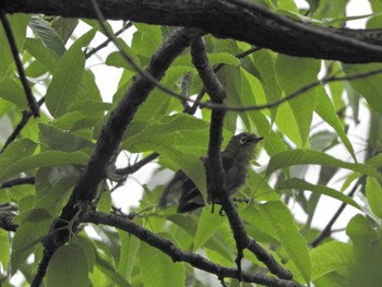 Warbling White-eye Tokyo Port Wild Bird Park Sat, 4/27/2024