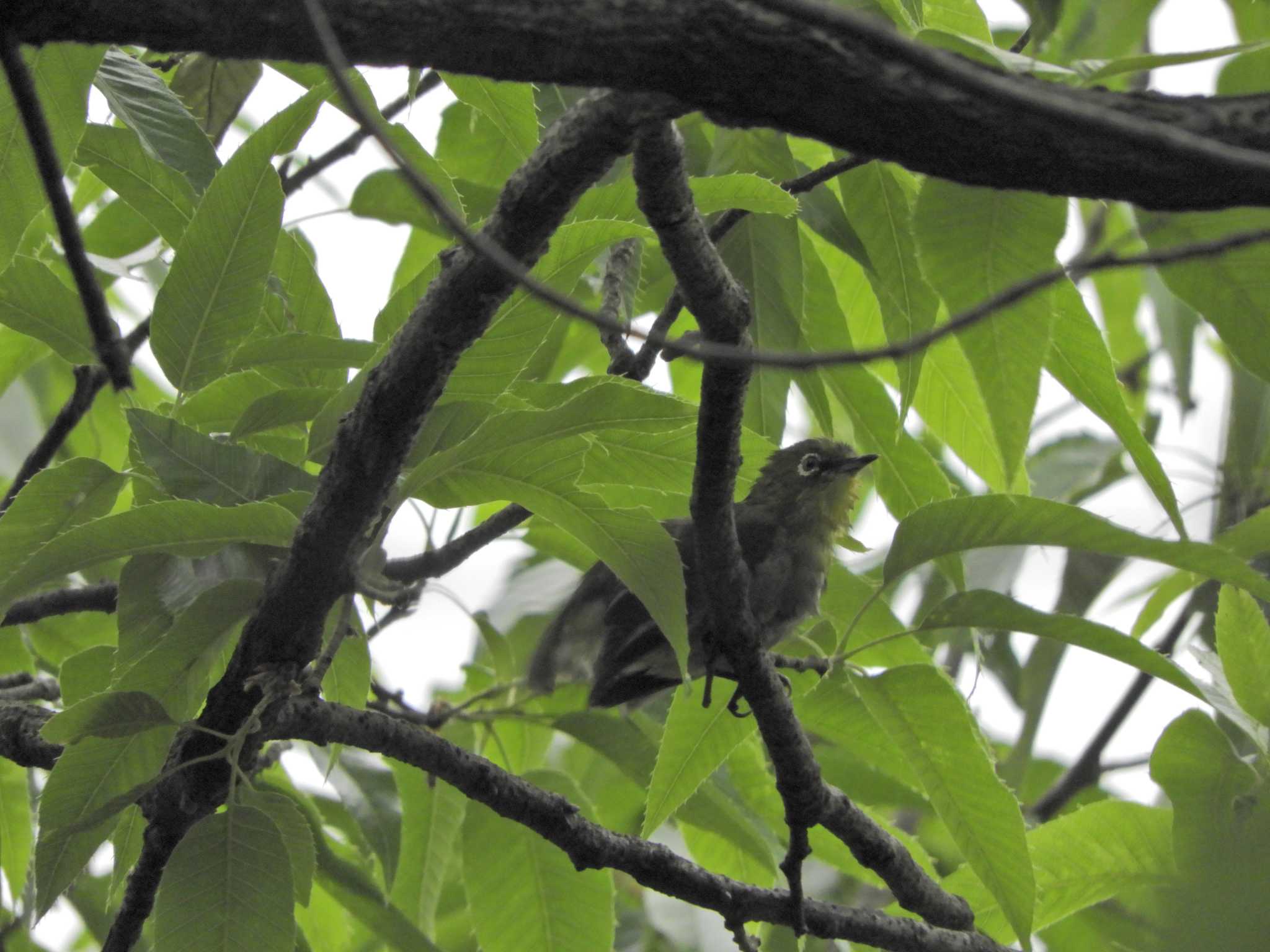 Warbling White-eye