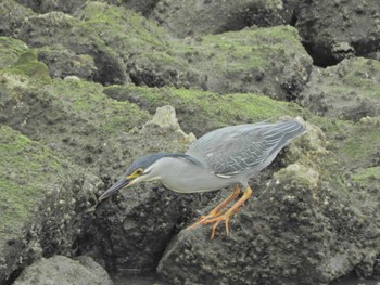 ササゴイ 東京港野鳥公園 2024年4月27日(土)