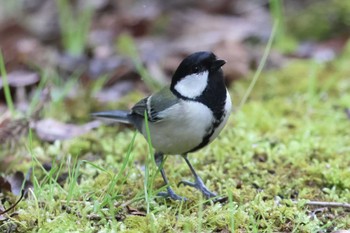 シジュウカラ 有馬富士公園 2024年3月21日(木)