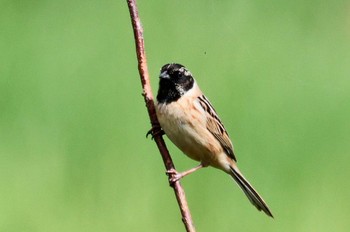 Ochre-rumped Bunting Inashiki Wed, 4/17/2024