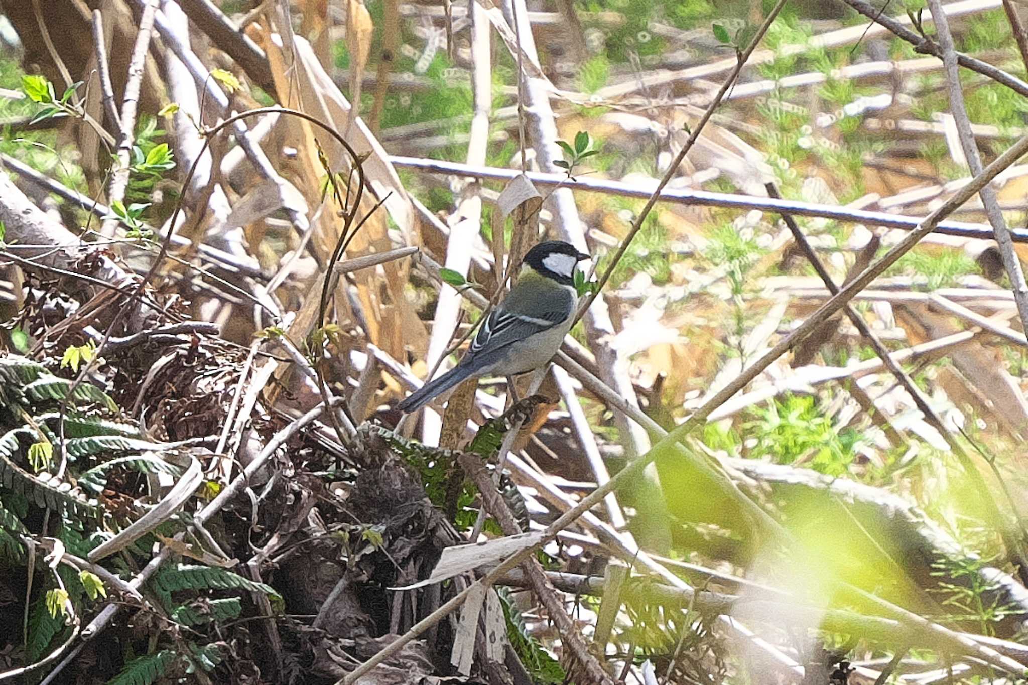 Photo of Japanese Tit at 裏磐梯 by Y. Watanabe