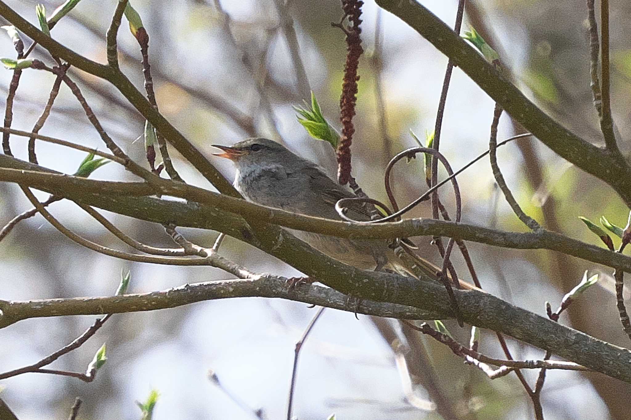 Photo of Japanese Bush Warbler at 裏磐梯 by Y. Watanabe