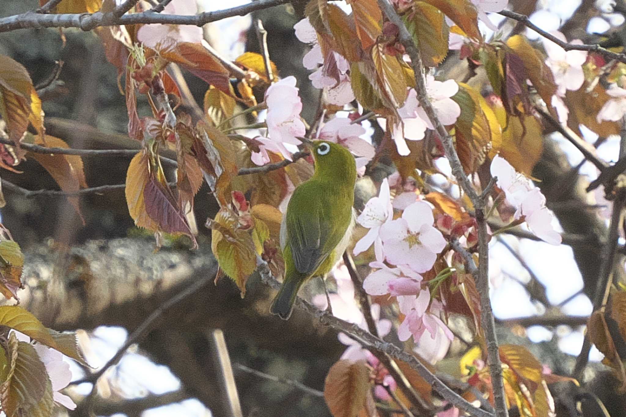 Warbling White-eye