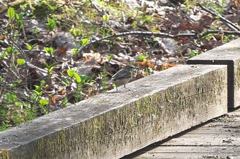 Olive-backed Pipit 裏磐梯 Fri, 4/26/2024