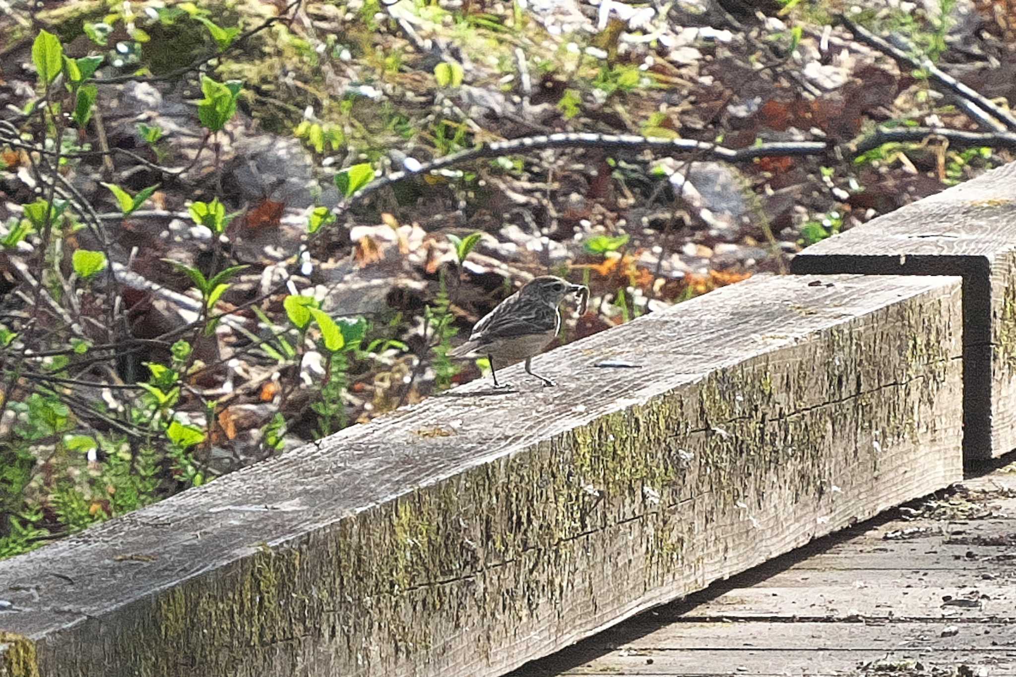 Olive-backed Pipit