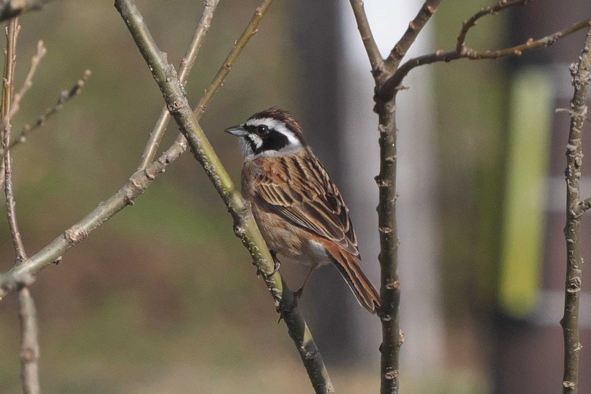 Photo of Meadow Bunting at 裏磐梯 by Y. Watanabe