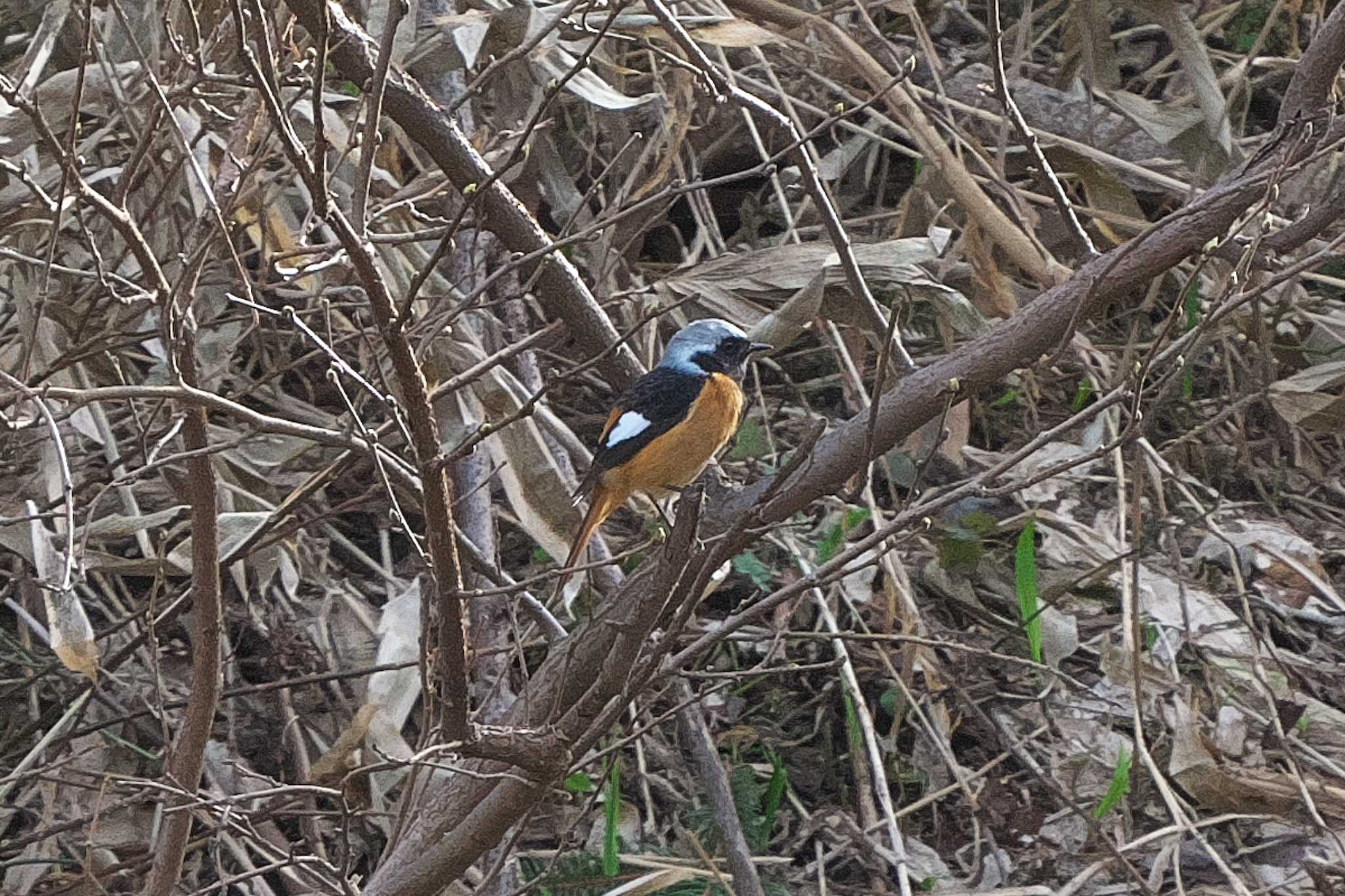 Photo of Daurian Redstart at 裏磐梯 by Y. Watanabe