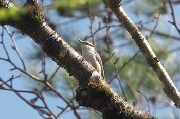 Eurasian Nuthatch 裏磐梯 Fri, 4/26/2024