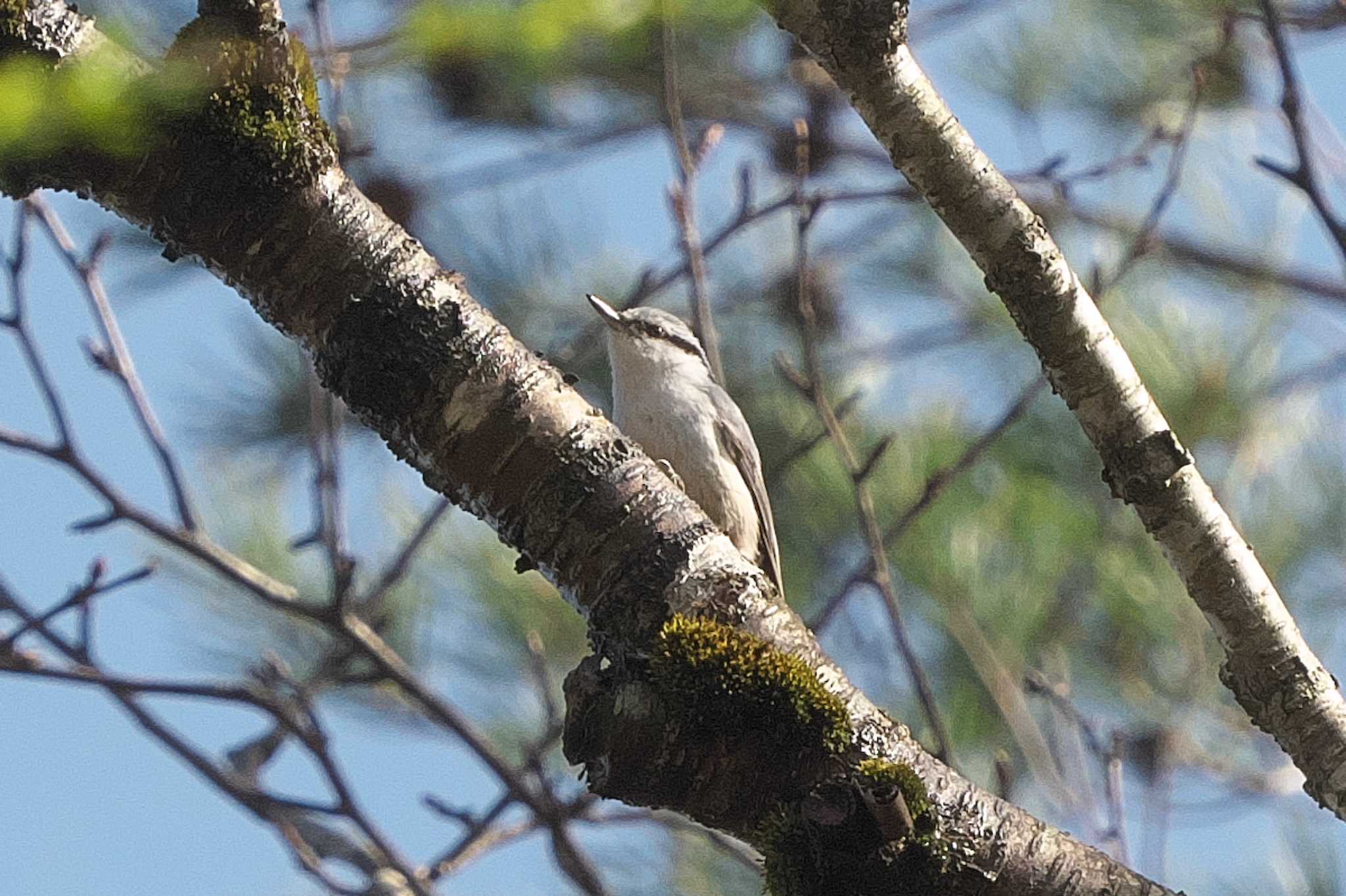 Photo of Eurasian Nuthatch at 裏磐梯 by Y. Watanabe