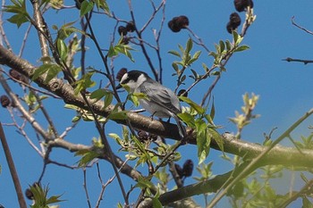 2024年4月26日(金) 裏磐梯の野鳥観察記録