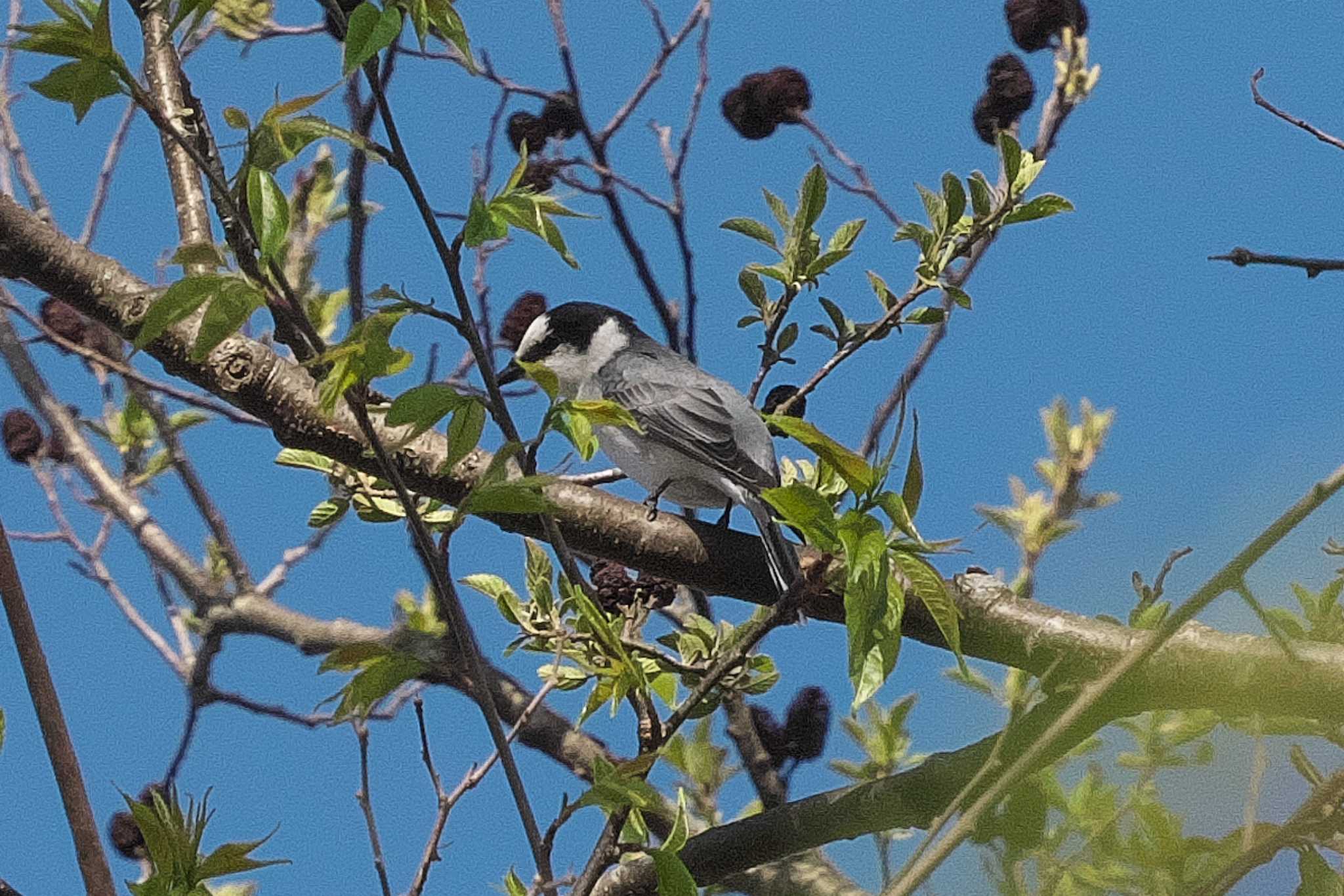 Ashy Minivet