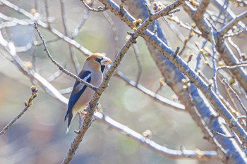 Hawfinch 金ヶ崎公園(明石市) Wed, 3/27/2024