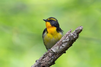 Narcissus Flycatcher Hayatogawa Forest Road Sat, 4/27/2024